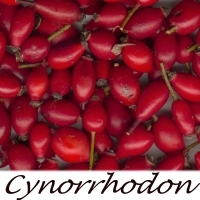 Fruit-Cynorhodon
