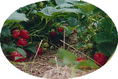 La meilleure des fraises: la Mara des Bois