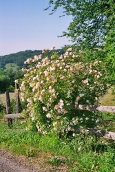 Les roses de Douach