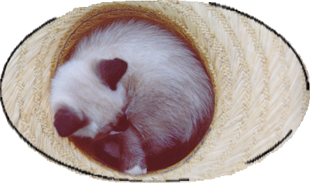Eine Katze schläft in einem Strohhut